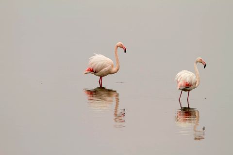 Tour to Lake Kerkini 3