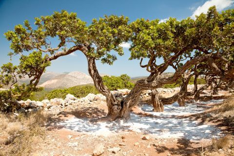 Mastic trees