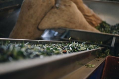 Olive Oil Tasting Experience 3