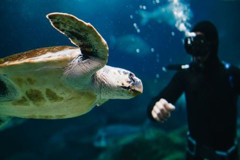 Aquarium Admission Ticket 2