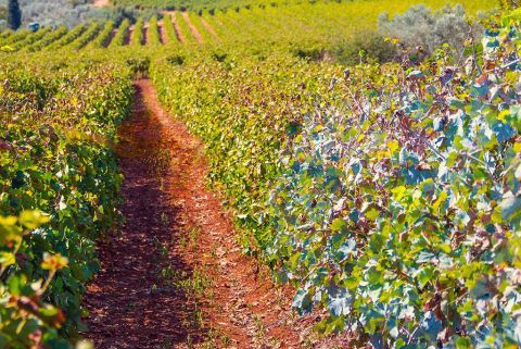 Wineries