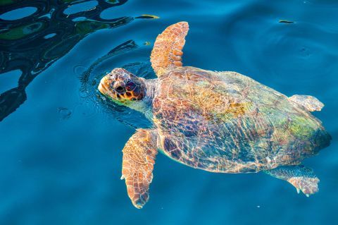 Short cruise To Caretta Caretta 3